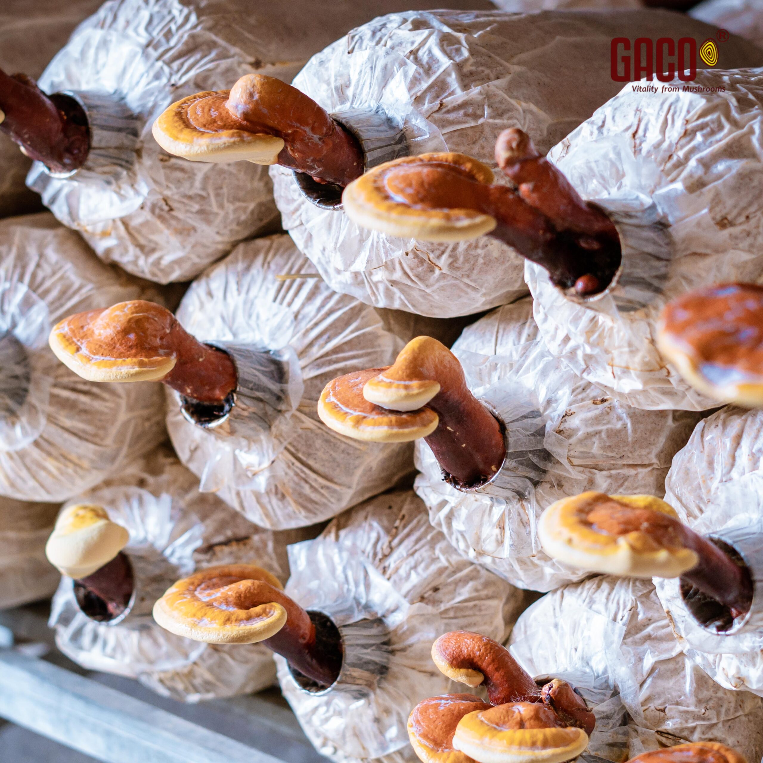 PHÔI NẤM LINH CHI ĐỎ - Ảnh 4