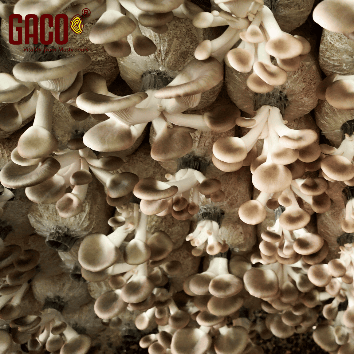 PHÔI NẤM BÀO NGƯ XÁM - Ảnh 5