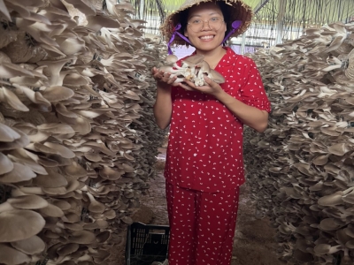 KHỞI NGHIỆP TRỒNG NẤM BÀO NGƯ XÁM TẠI SAO KHÔNG ?