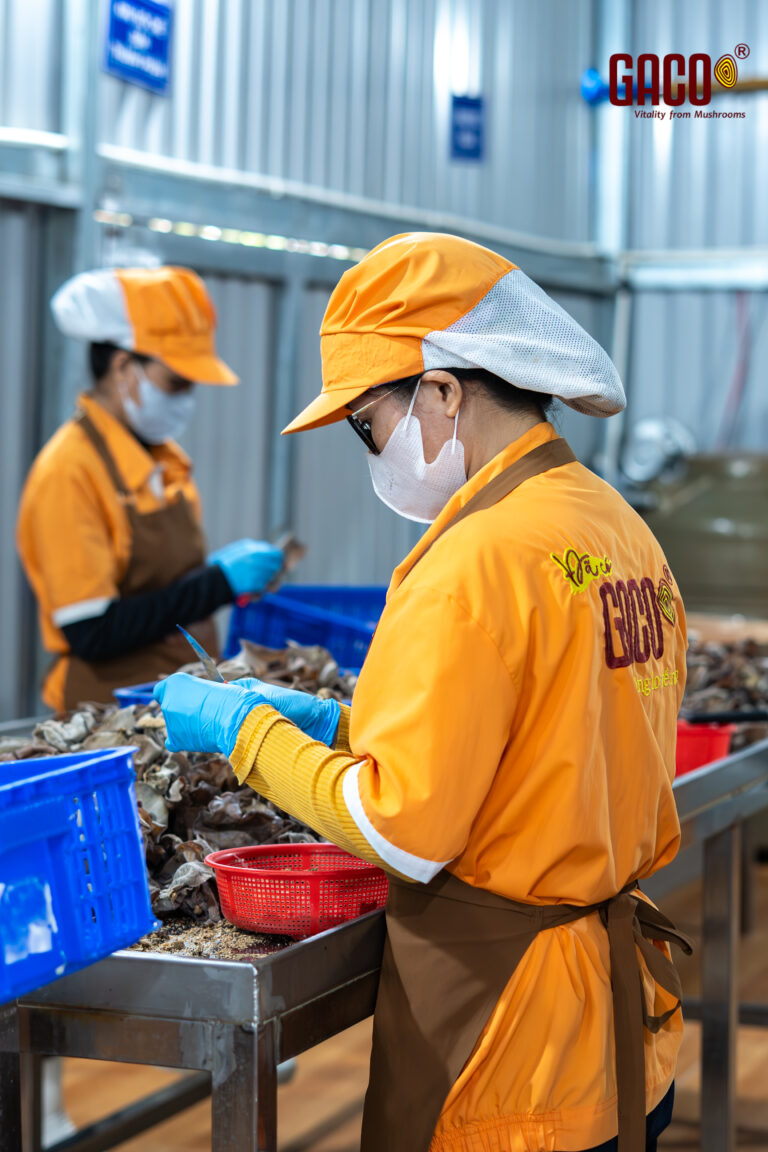 NGÀNH NẤM 2026: TỰ ĐỘNG HÓA ĐANG THAY ĐỔI CÁCH TRỒNG NẤM TRÊN THẾ GIỚI