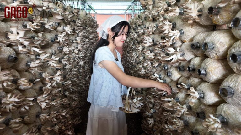 BẢO QUẢN NẤM TƯƠI: CÔNG NGHỆ ĐANG GIẢI BÀI TOÁN “THỜI GIAN VÀNG”